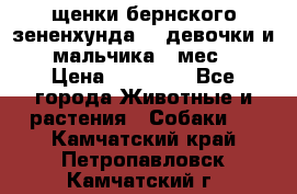 щенки бернского зененхунда. 2 девочки и 2 мальчика(2 мес.) › Цена ­ 22 000 - Все города Животные и растения » Собаки   . Камчатский край,Петропавловск-Камчатский г.